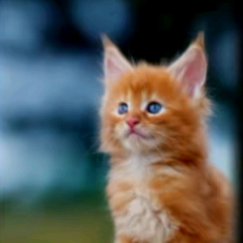 🐱~Котики~♥️