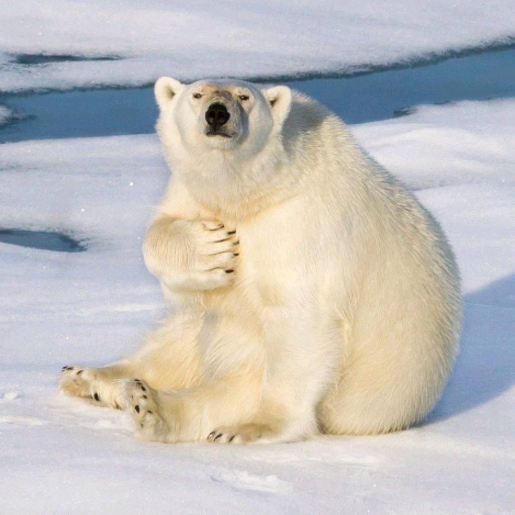 МЕДВЕДИЦА