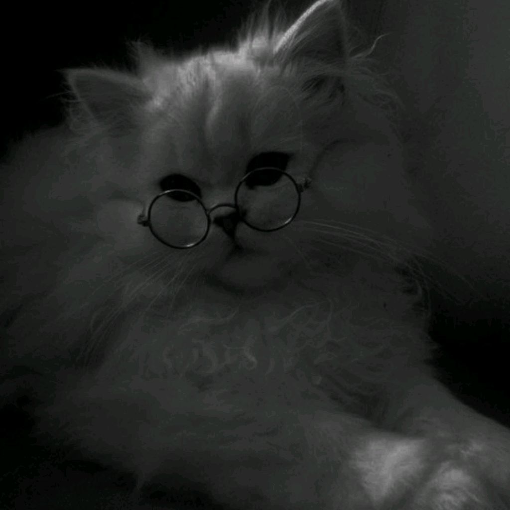 Мурка🐱