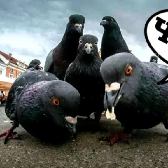 Видосы воронежского школьника