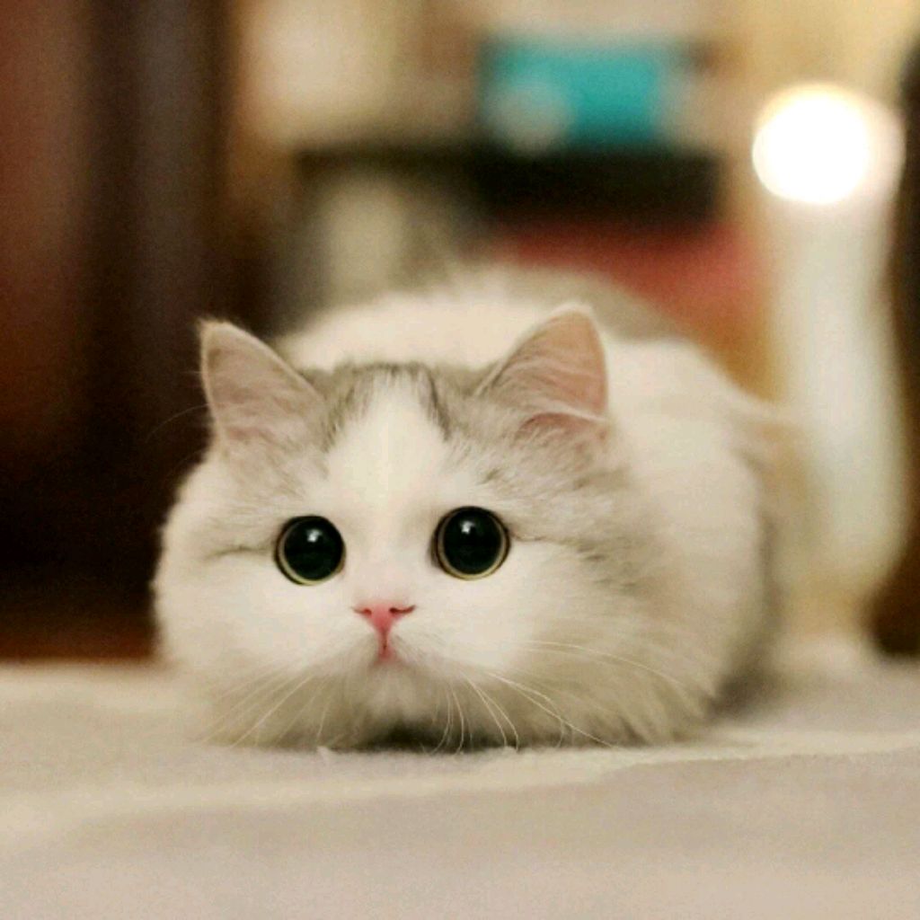 Катяра