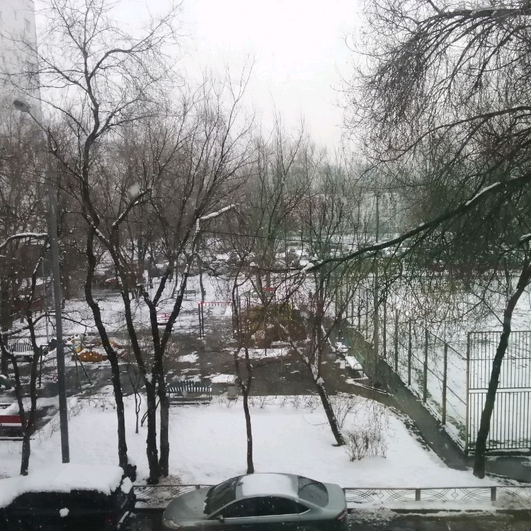 Котики милашки. 🇷🇺