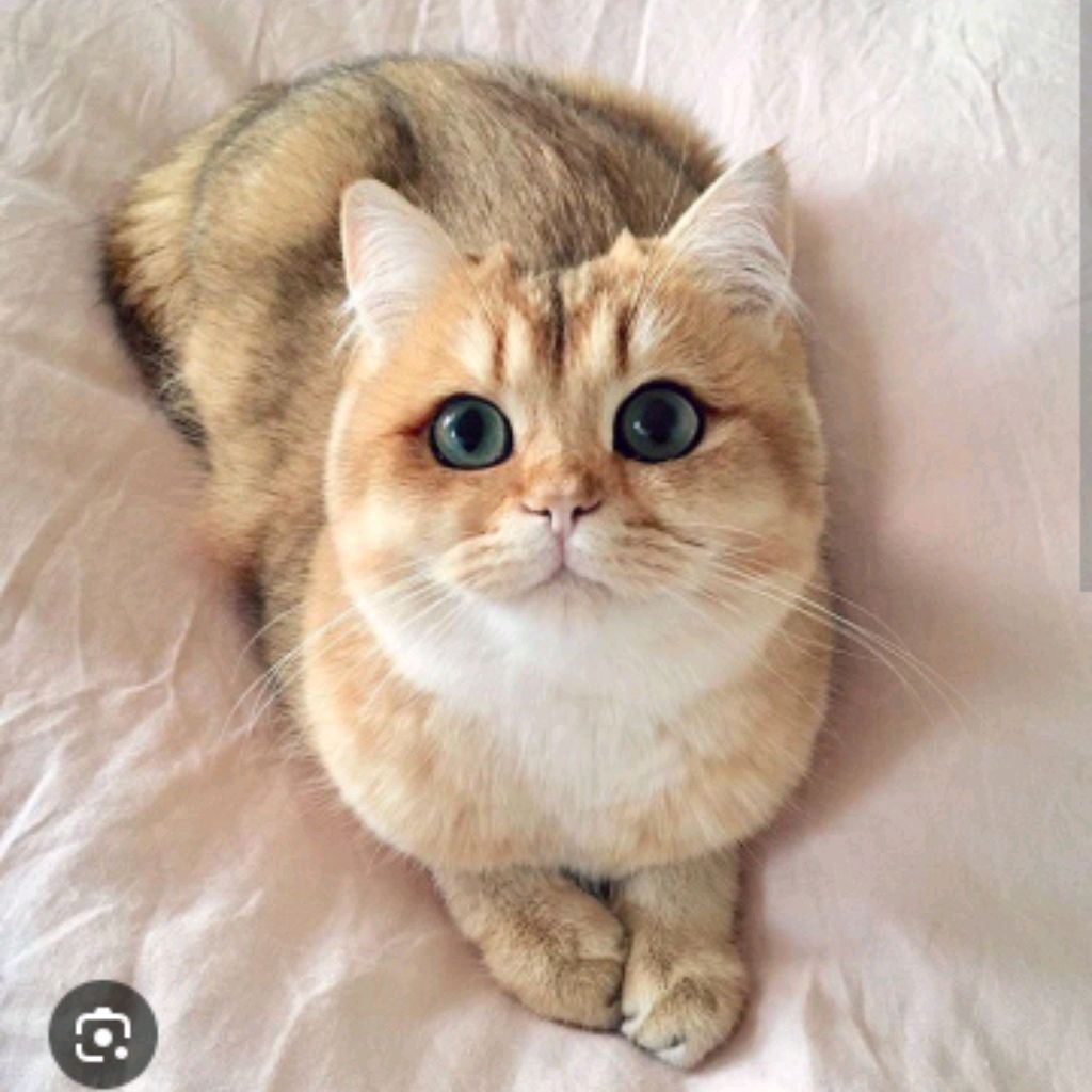 Masha
