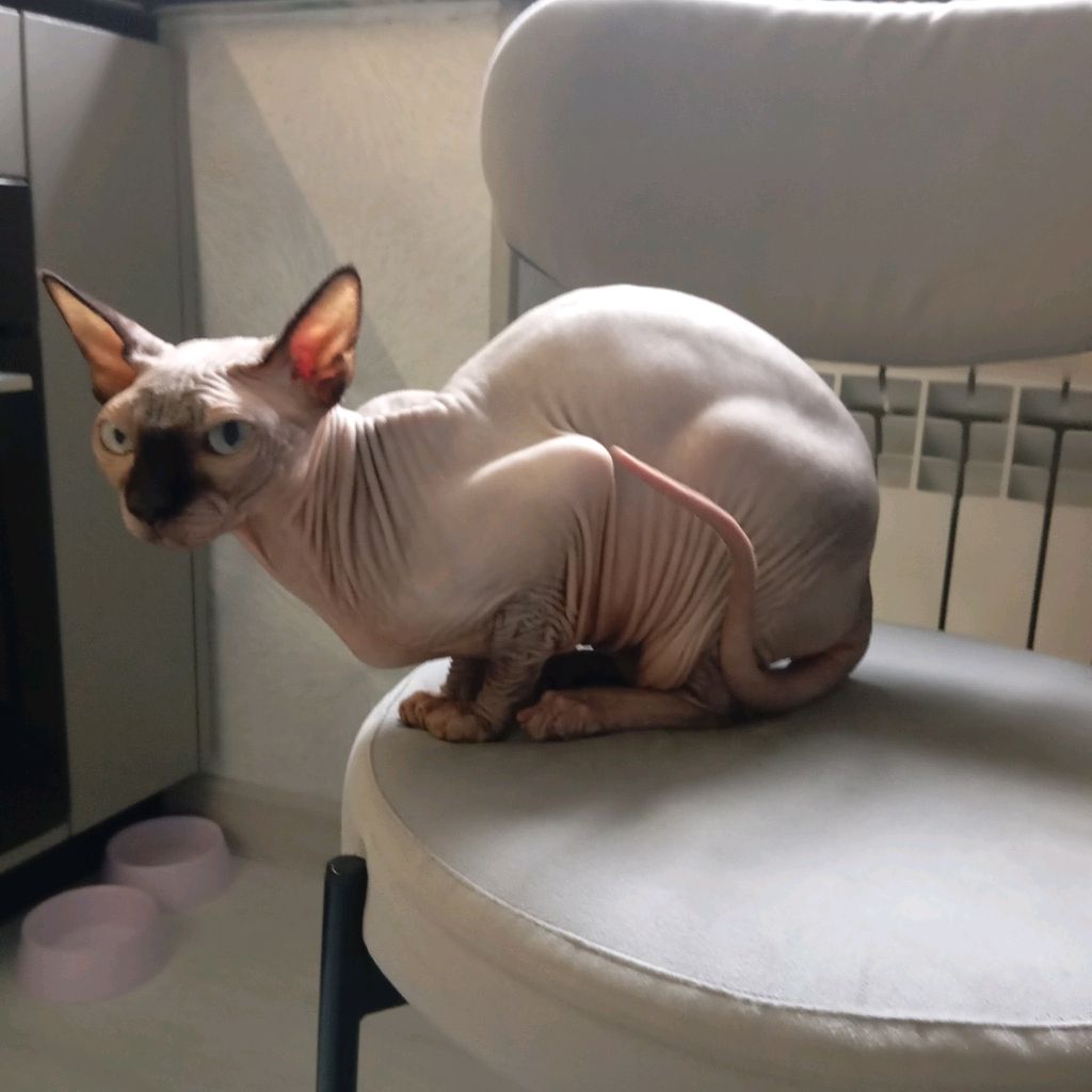 ВАЖНЫЙ КОТ