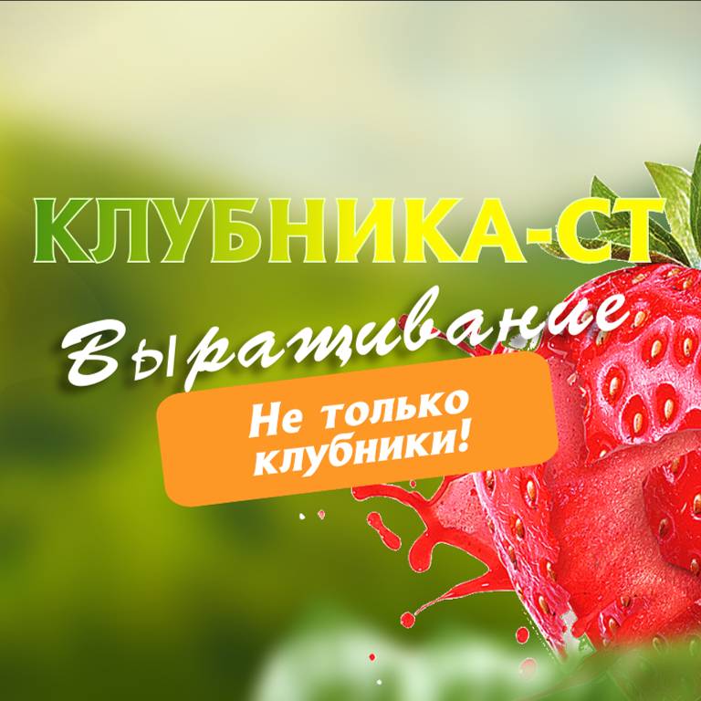 Клубника-СТ