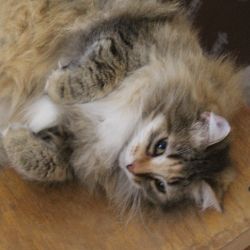 Кошка