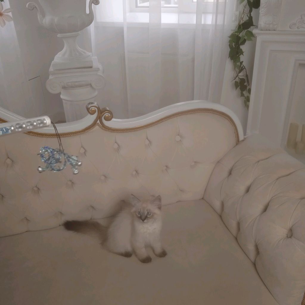 Питомник невских маскарадных кошек "Nevskoe chudo