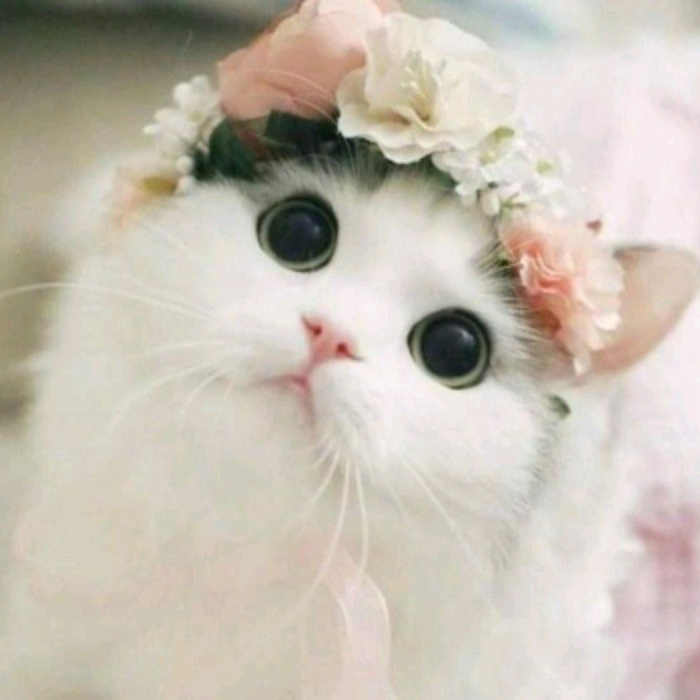 Lina Kotik😸