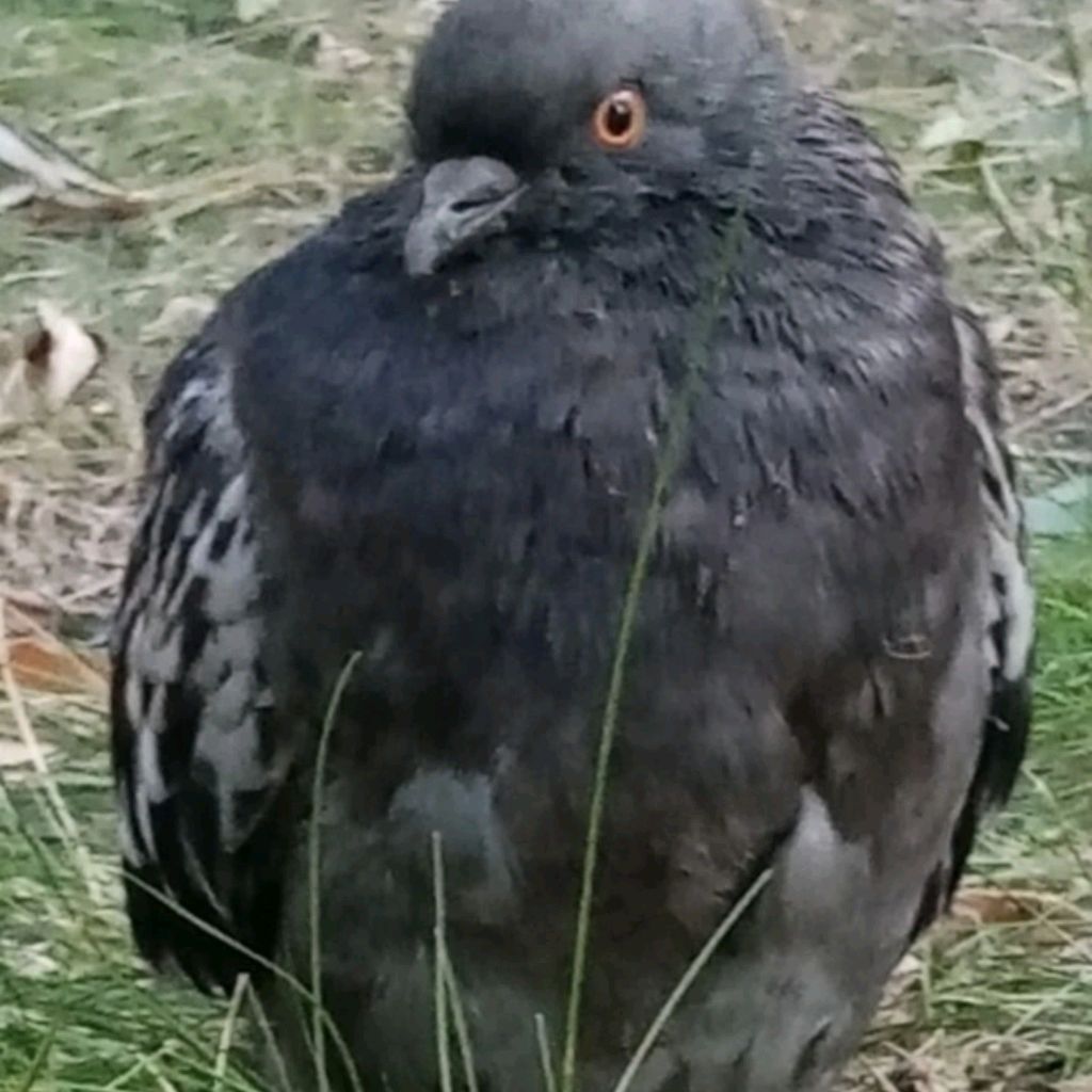 Балбес