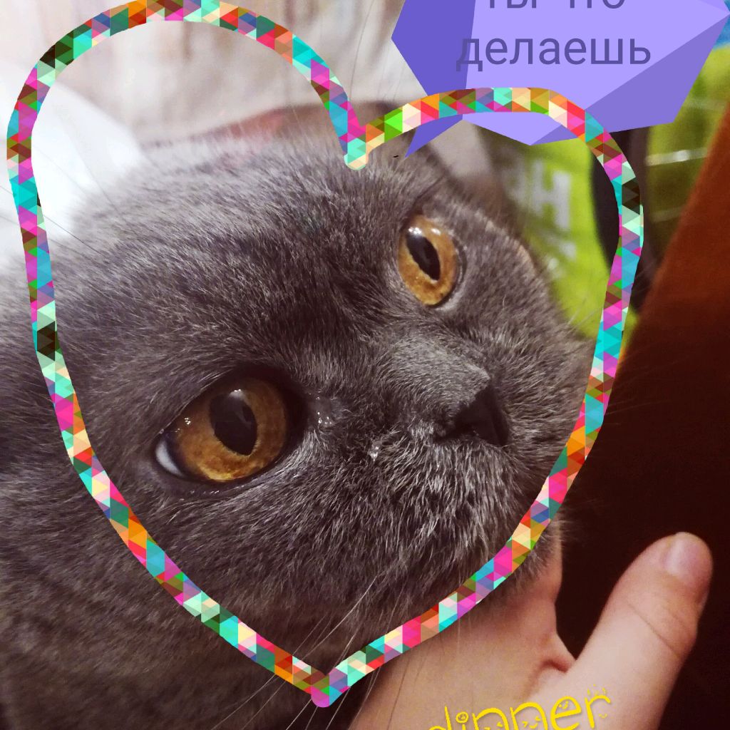 Лиза киса