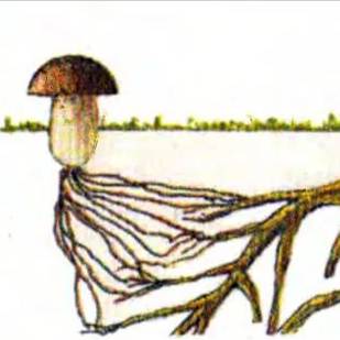 𝕧𝕚𝕒⓿❾❽❼❻