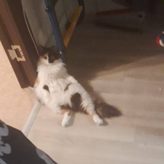 appa