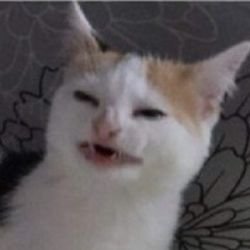 Не твой игровой кот