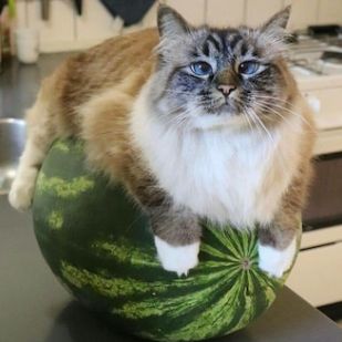 кот на арбузе