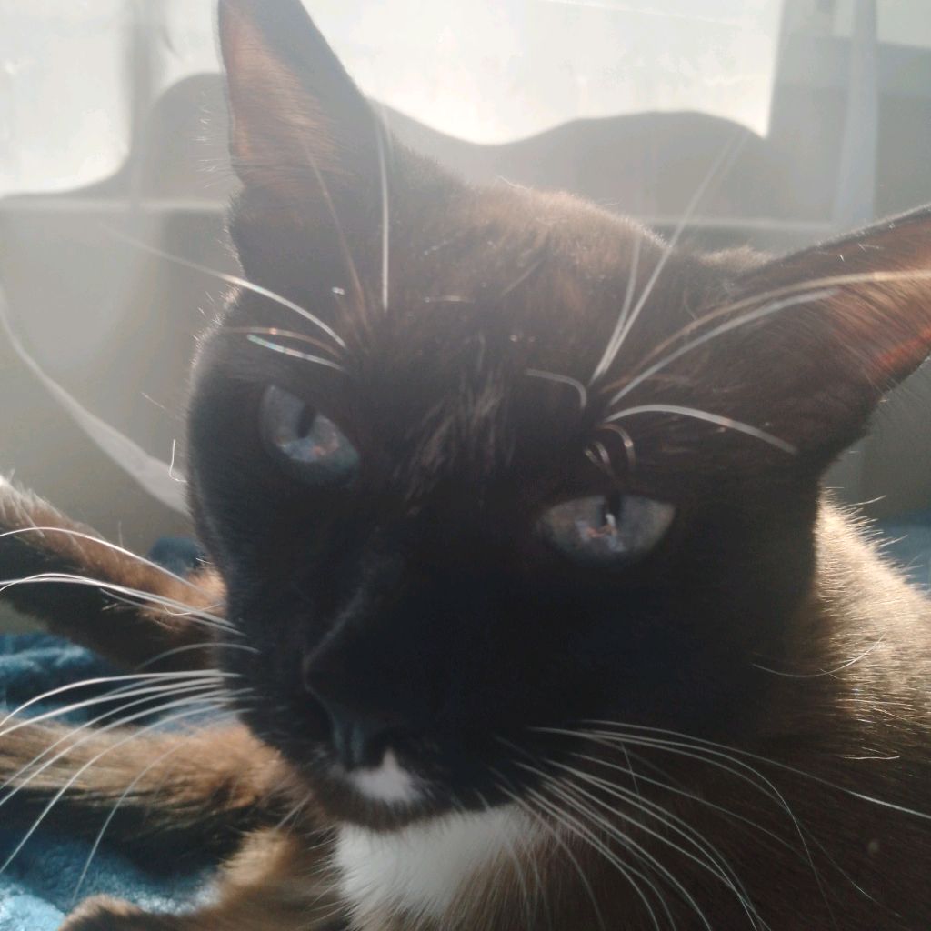 Котяра
