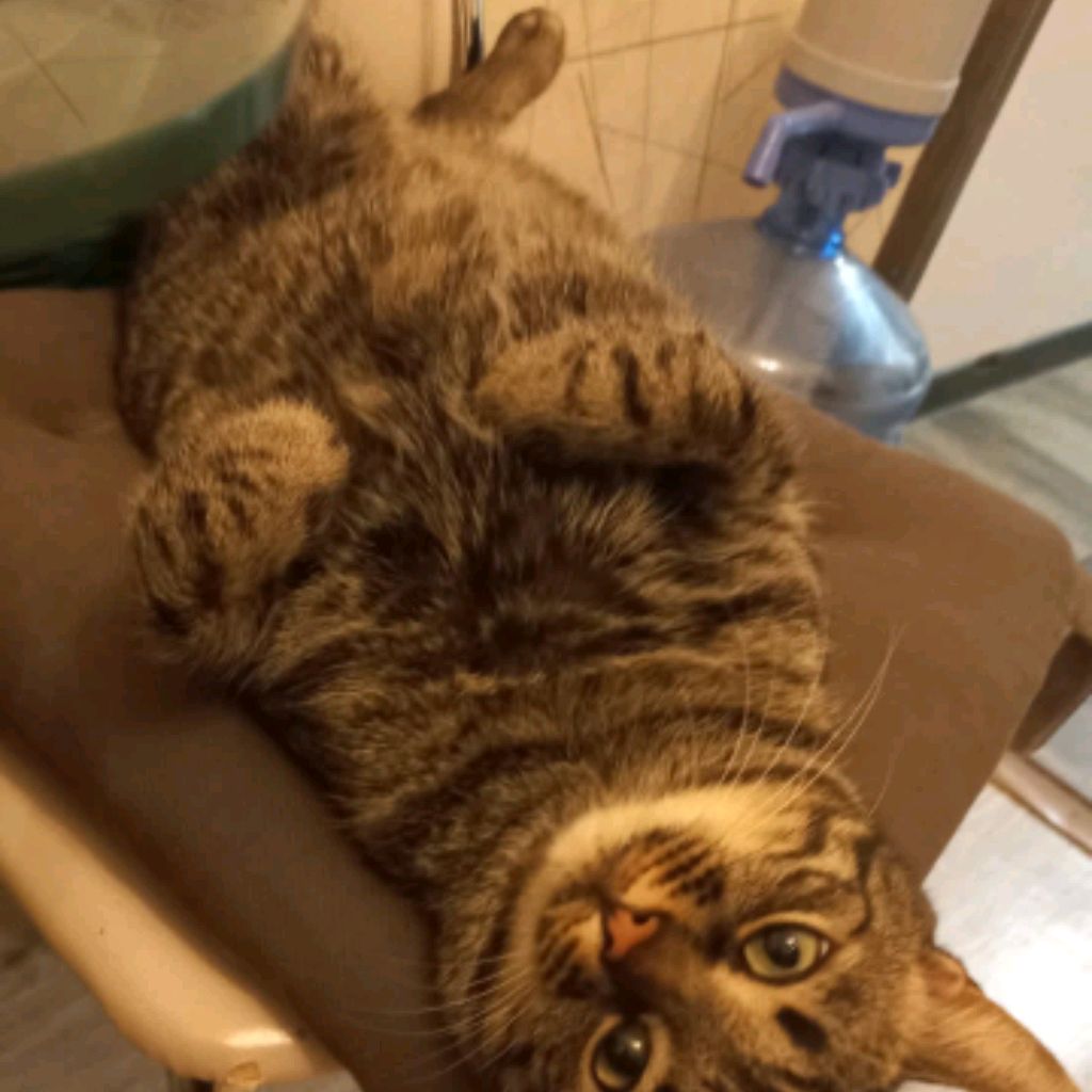 Любитель Зверей 🐾