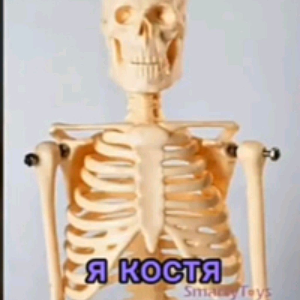 Скелет