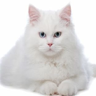 Cute cat ❤