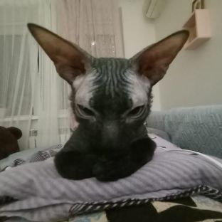 Прикольный сфинкс Джанки