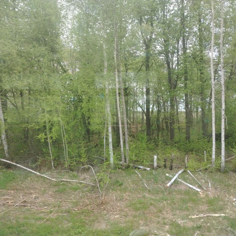 Русская Княженика