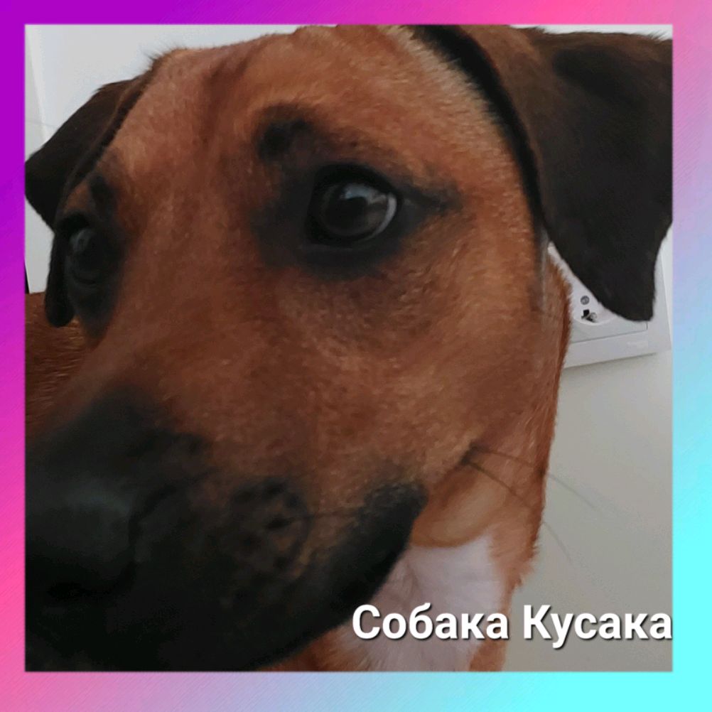 Собака Кусака