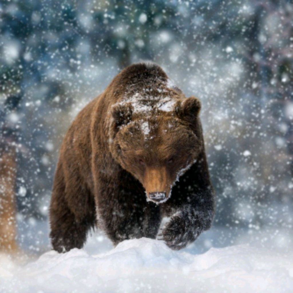 Паха