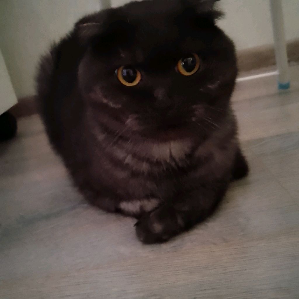 Котмаргот