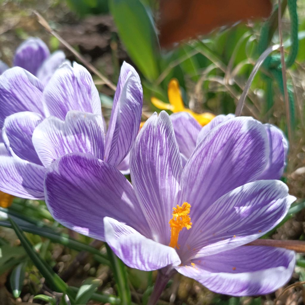 Flora