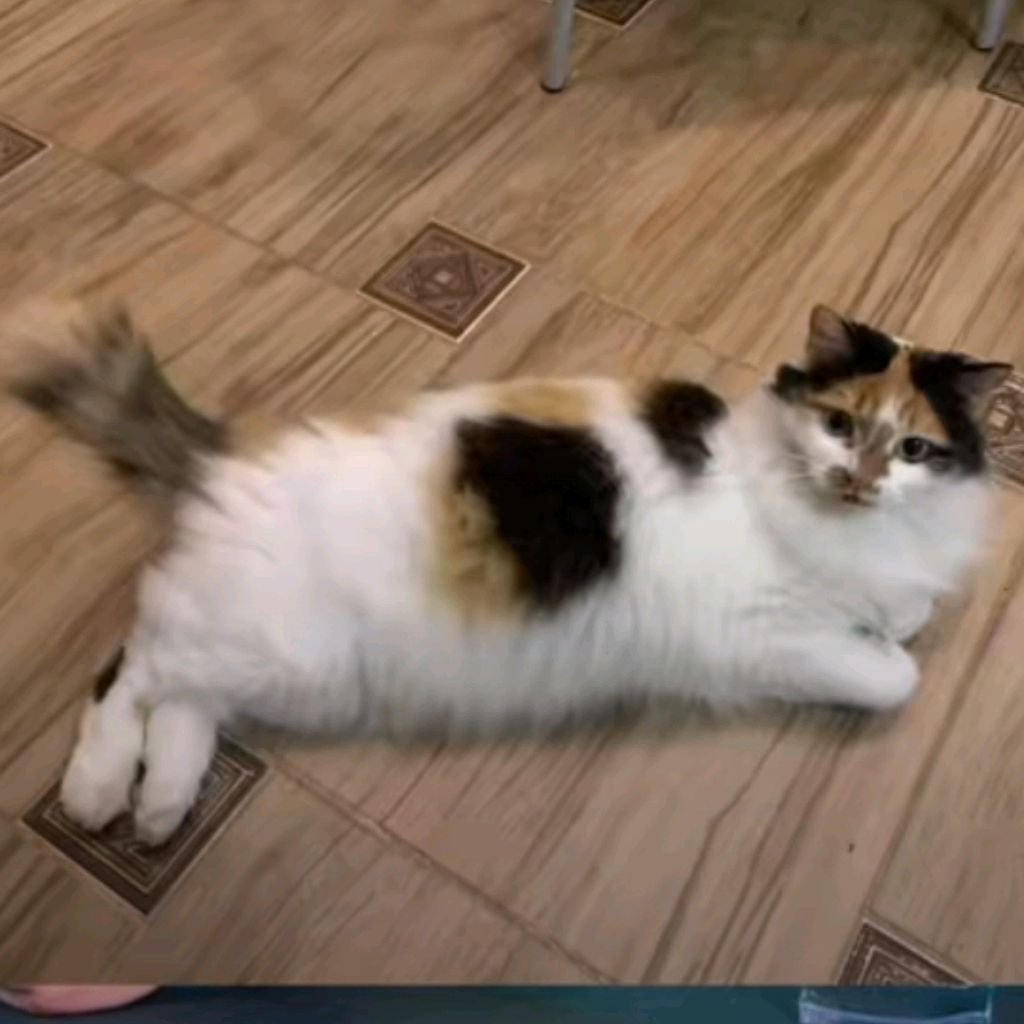Lps Котик