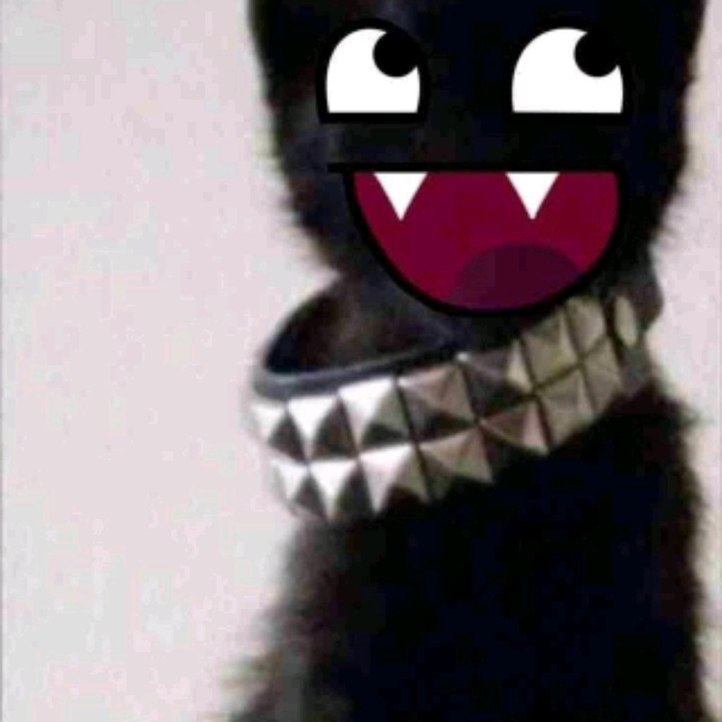 zxckoukou