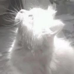 angel   ☑️