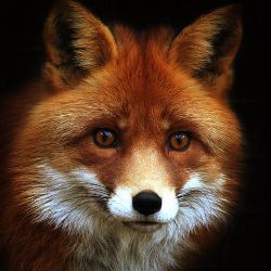 FoxRomik