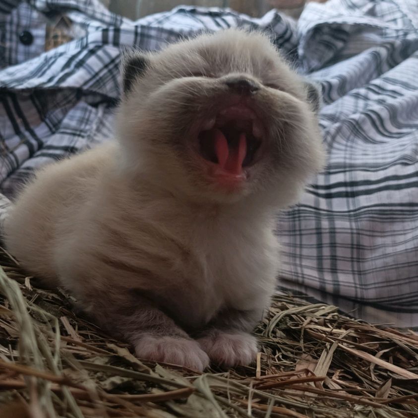 Котейко