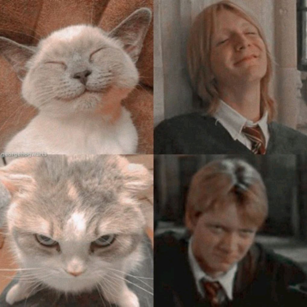 ^•°The Weasley twins°•^