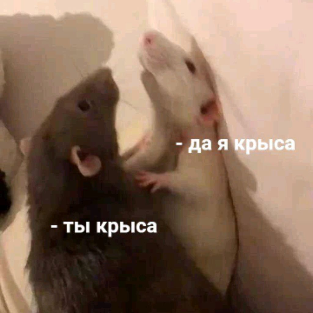 Nontiefu1
