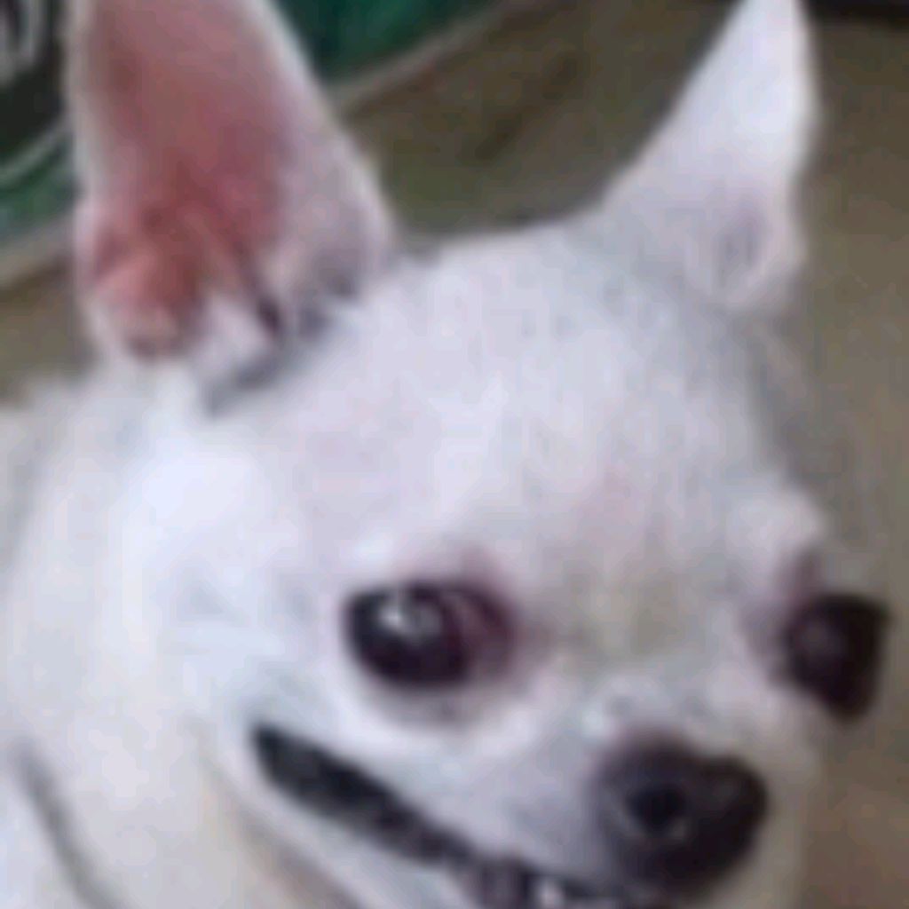 Chihuya_huya🐶