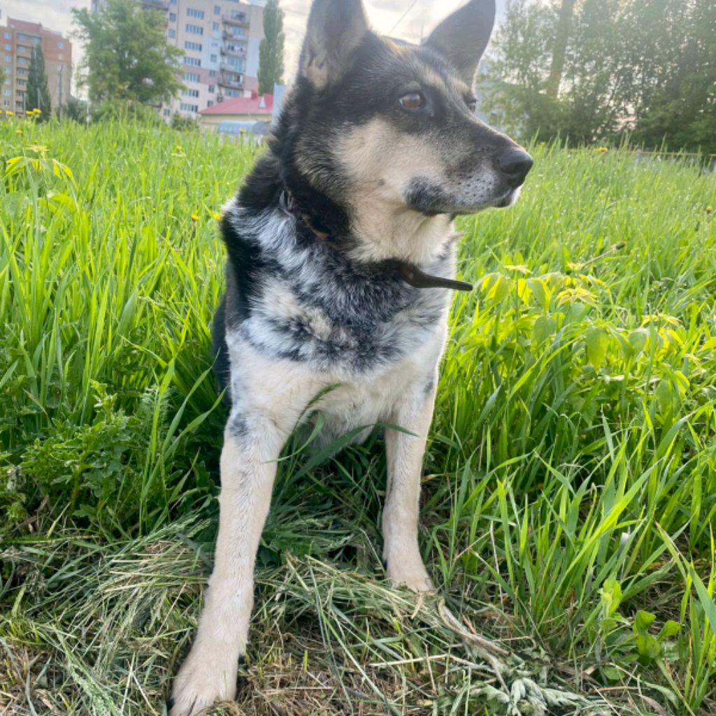 Дана