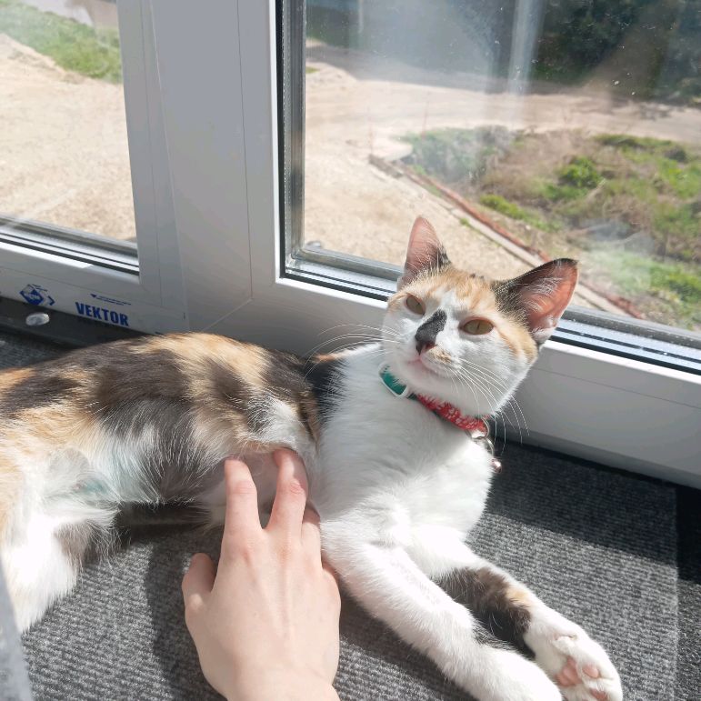🐱Кошара🐱