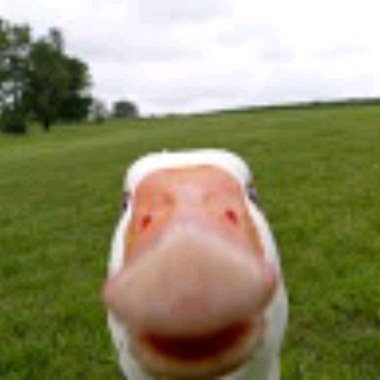 🦆🦆🦆🦆🦆