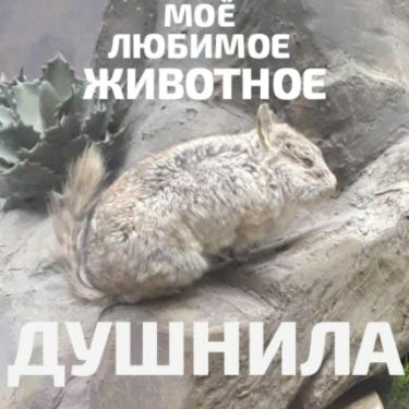 Шишнилла