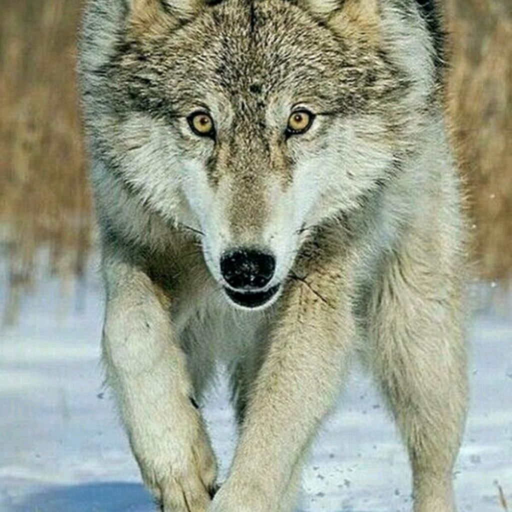 Соры Буре 888