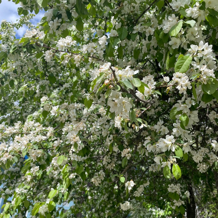 Полли