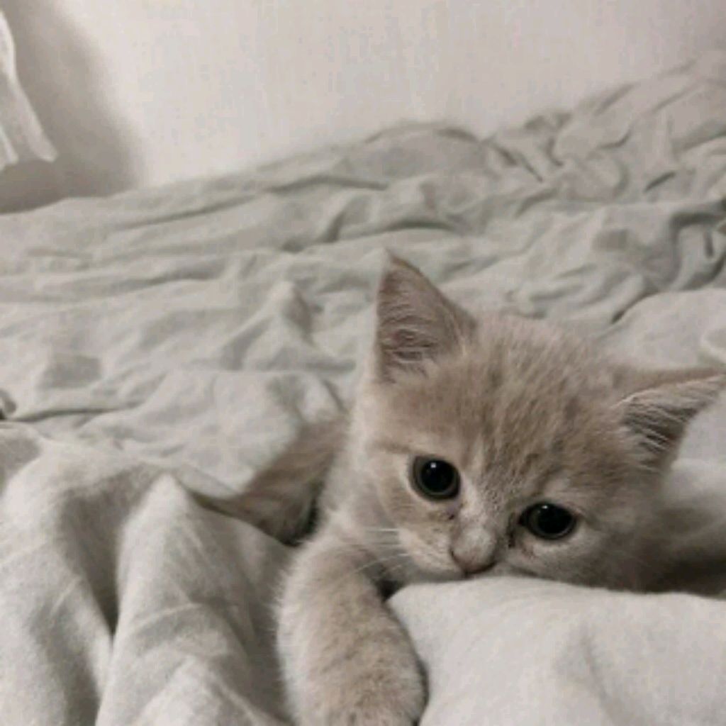 kоŧĕnok