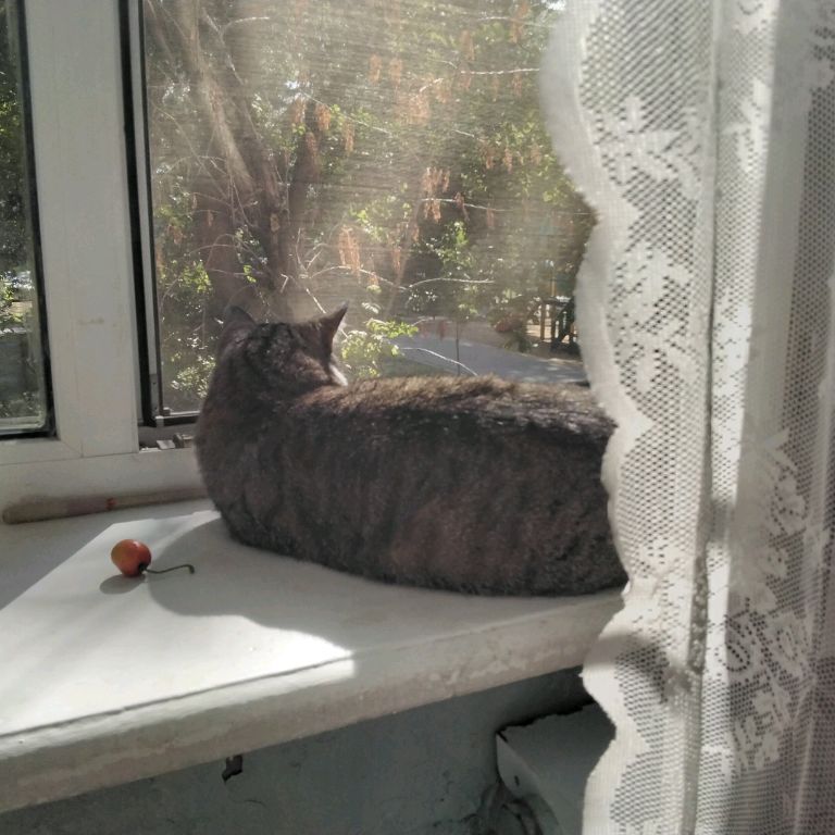 Galaxy Cat RUSSIA