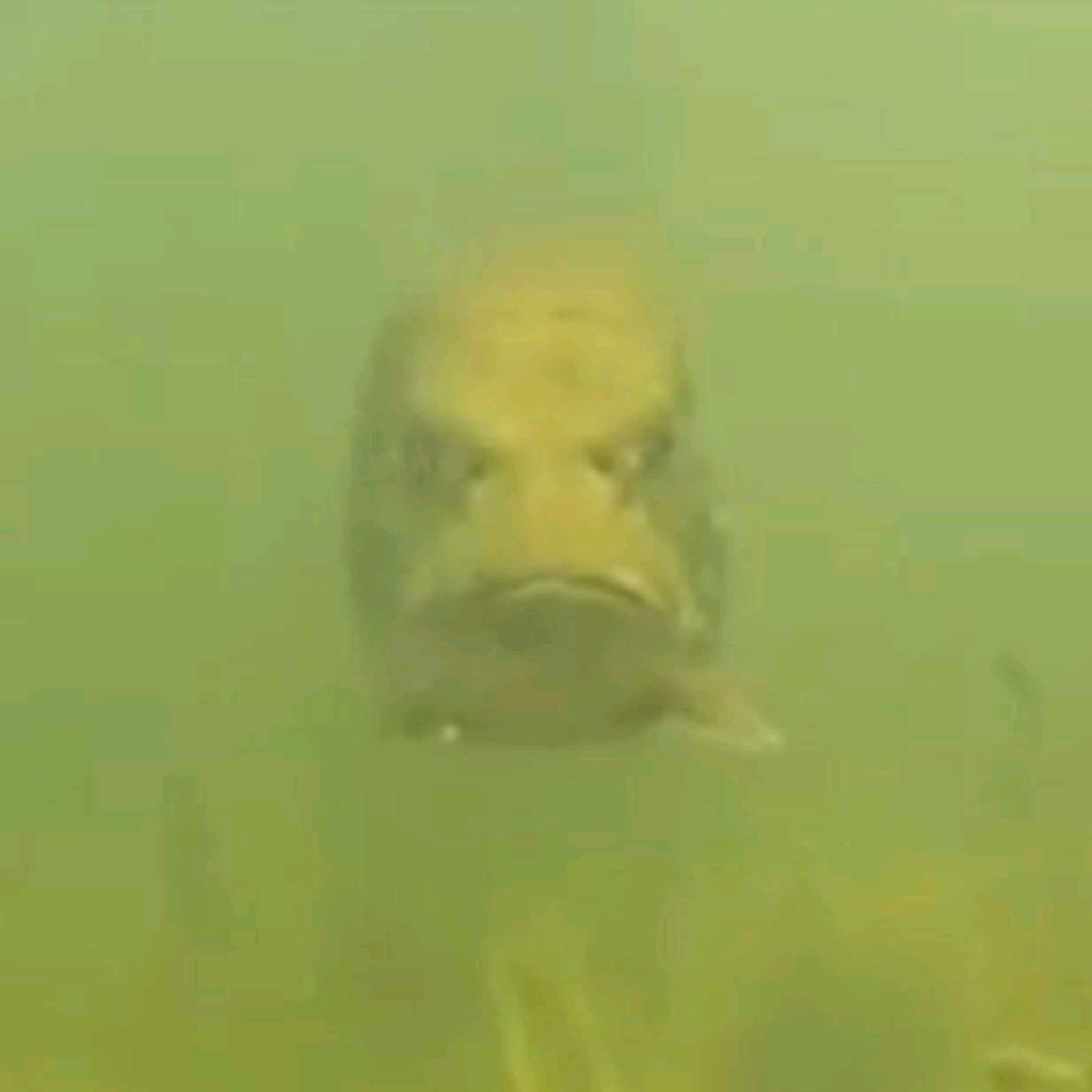 Крот