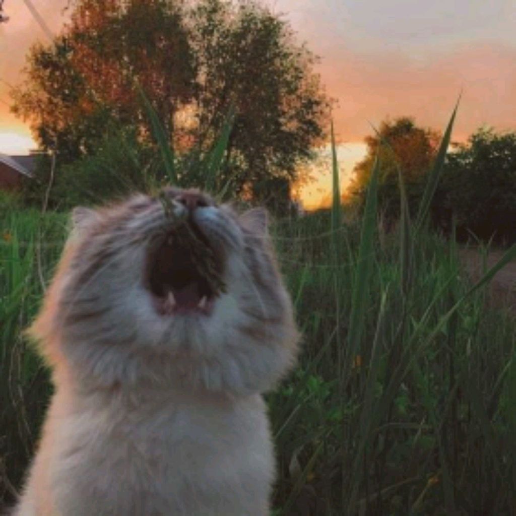 𝐝𝐚𝐧𝐳𝐞 ♪