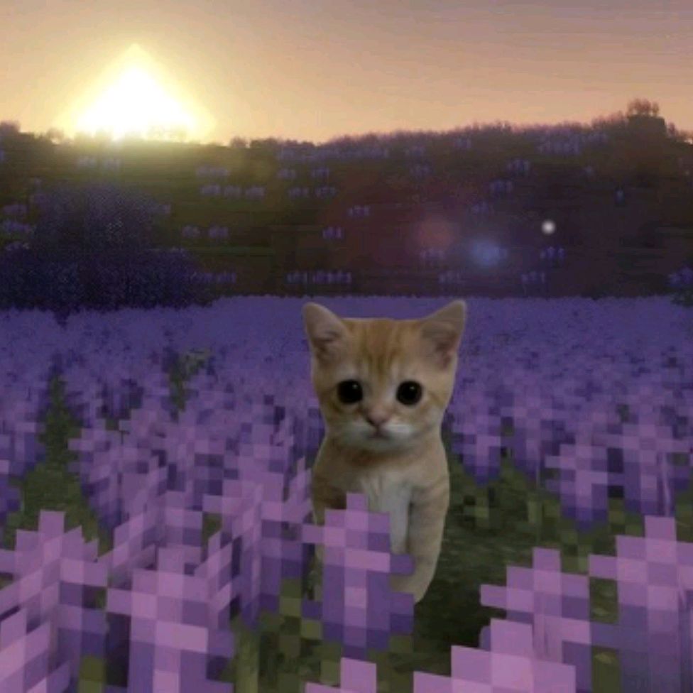 ✨