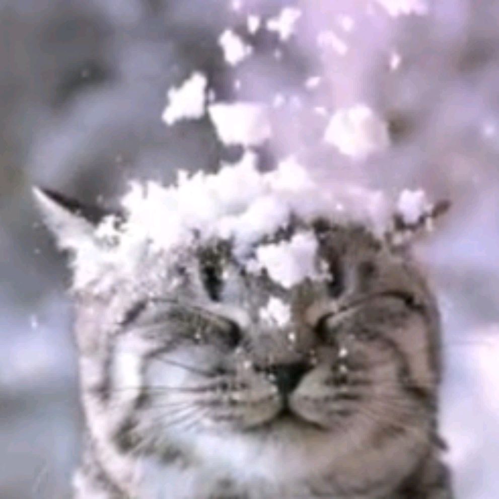 Snow Cat