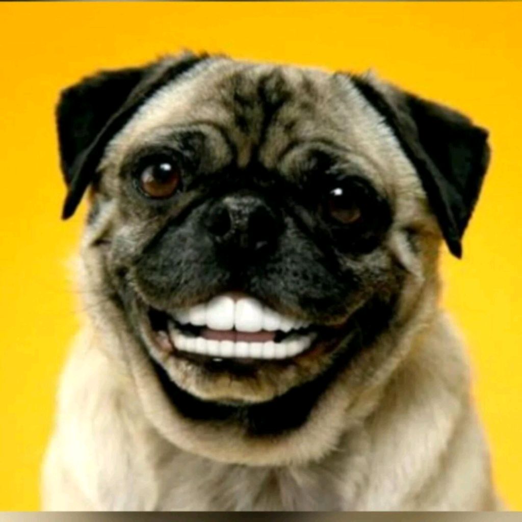 Madmops