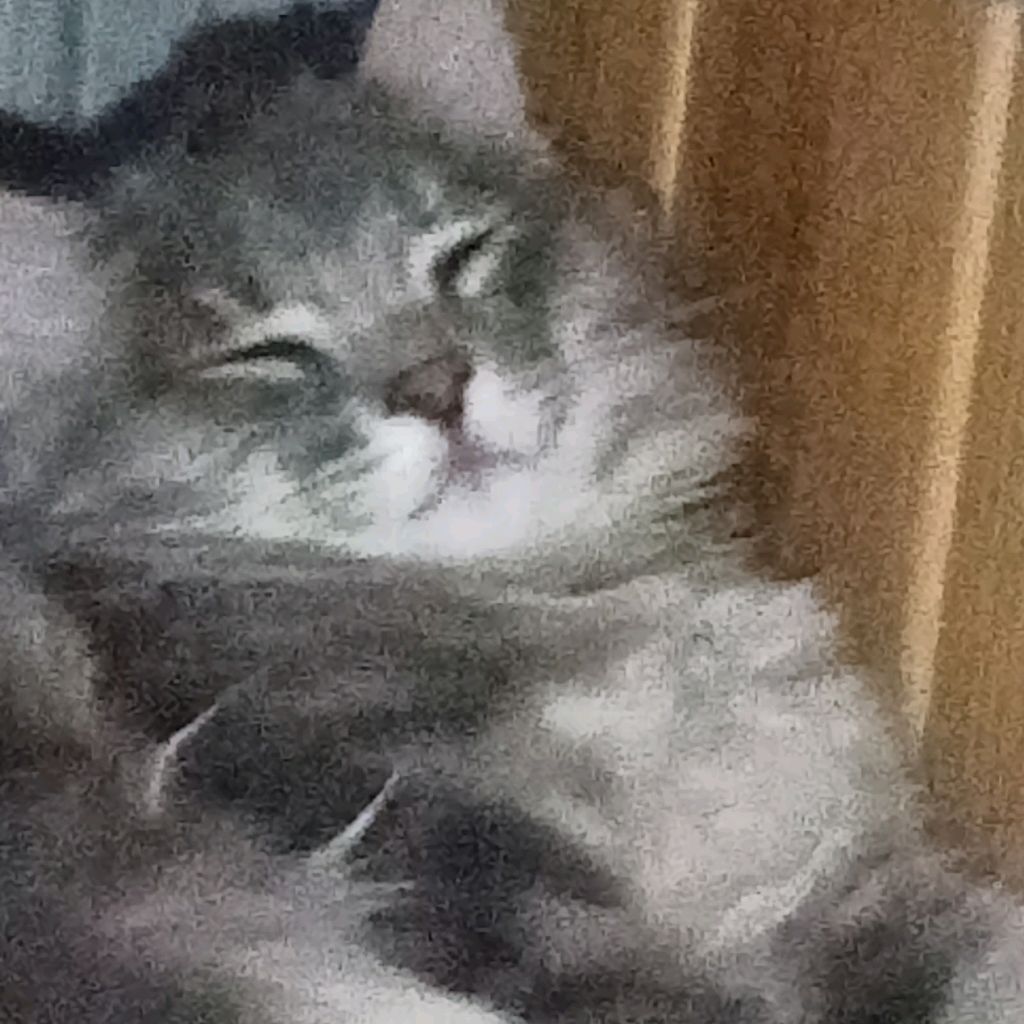 Кот